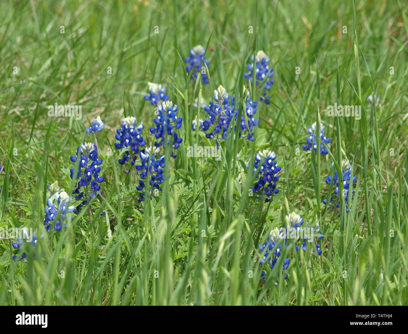 North Texas Flora blüht Stockfoto