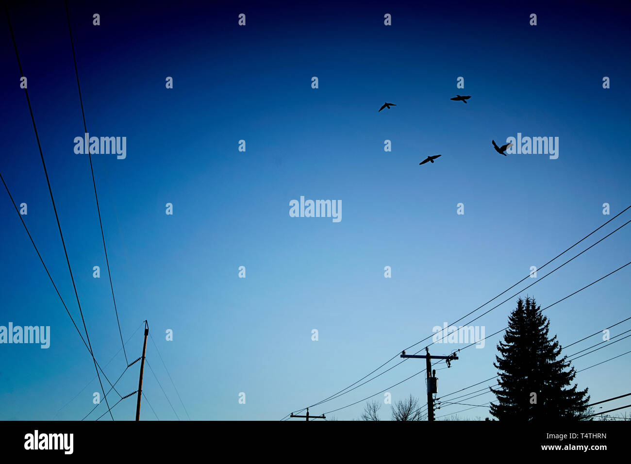 Vögel fliegen über Stromleitungen in einem blauen Himmel Stockfoto