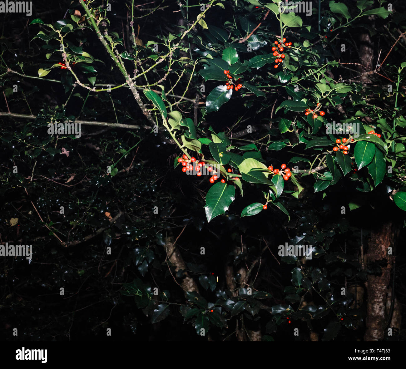 Stechpalme Beeren auf dem Baum bei Nacht beleuchtet. Stockfoto