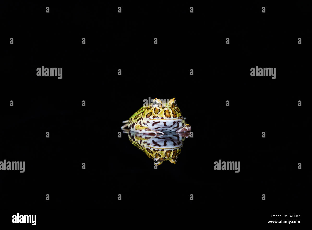 Argentinische horned Frog (Ceratophrys ornata) mit Reflexion auf Schwarz backgrond: Detailansicht mit selektiven Fokus Stockfoto