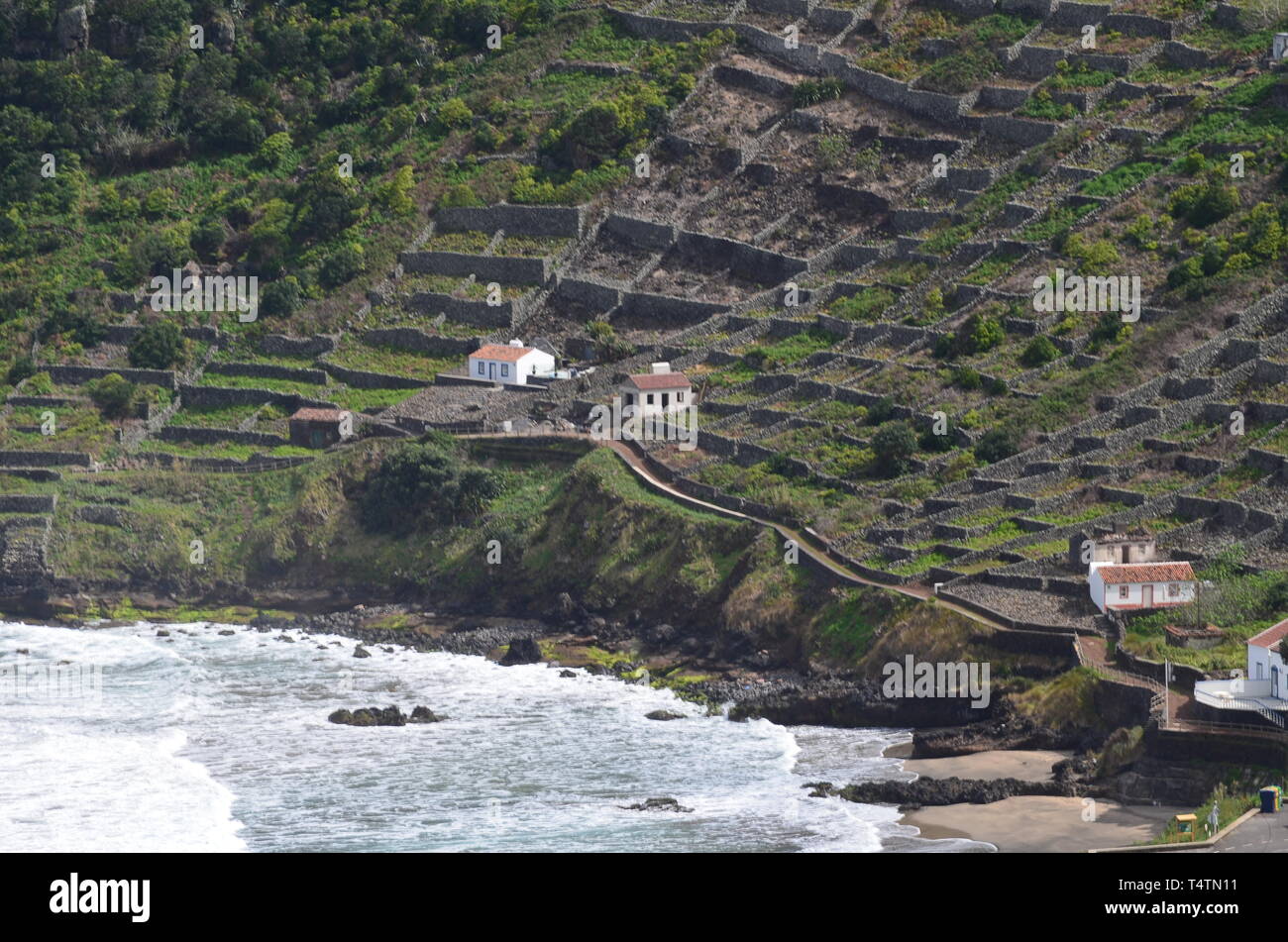 Die traditionellen Weinberge an den Hängen des Sao Lourenco's Bay, im Osten die Küste von Santa Maria, Azoren Stockfoto