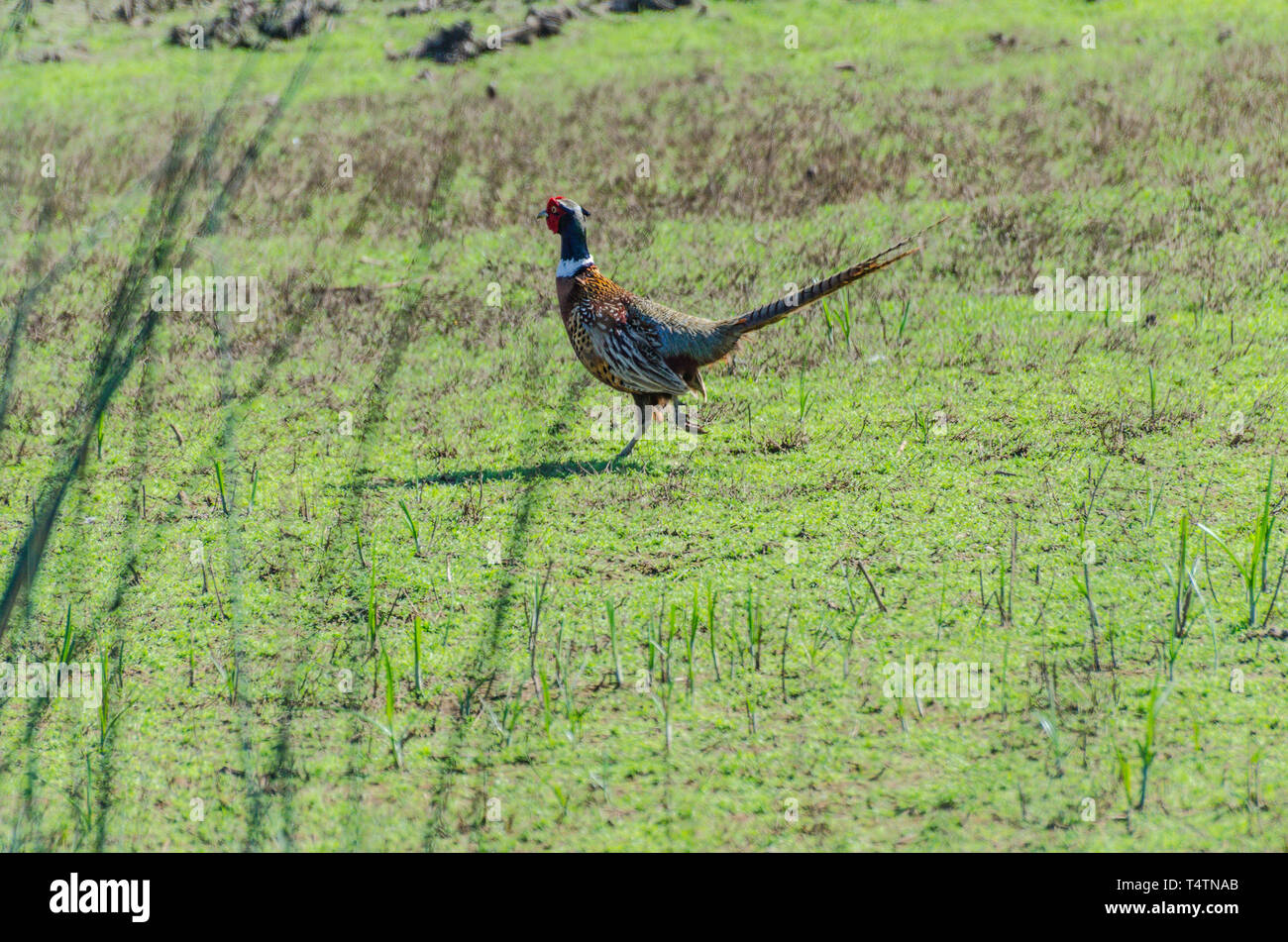 Hasen (Lepus Californicus) in der frühlingssonne an der Sacramento National Wildlife Refuge in Colusa County California USA frolic Stockfoto