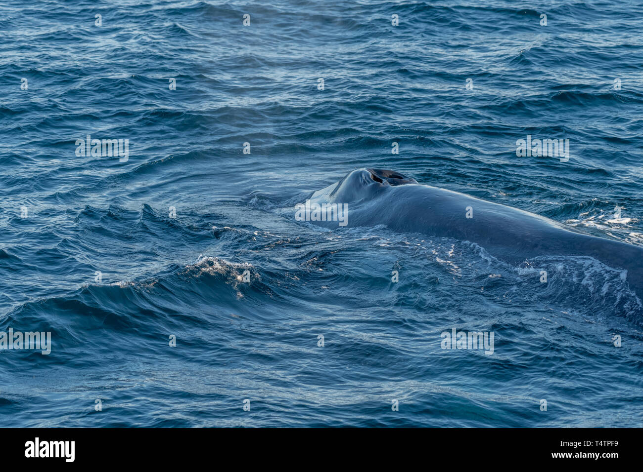 Blauwal (Balaenoptera musculus) Ausfallschritt aus der Küste der Baja California. Stockfoto