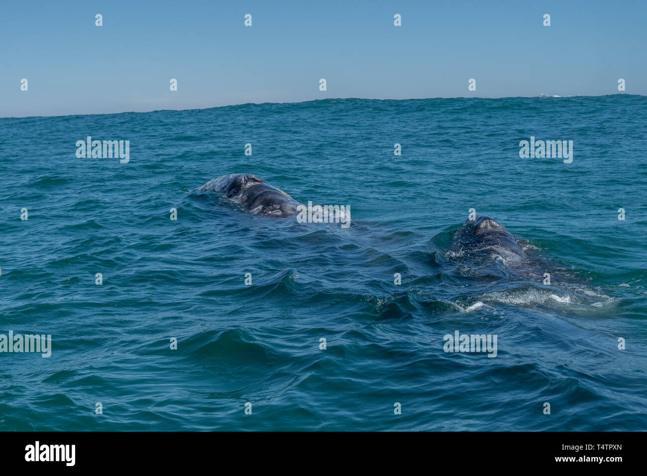 Grauwale (Eschrichtius robustus) Mutter und Kalb auf der Oberfläche vor der Küste von Baja California, Mexiko. Stockfoto