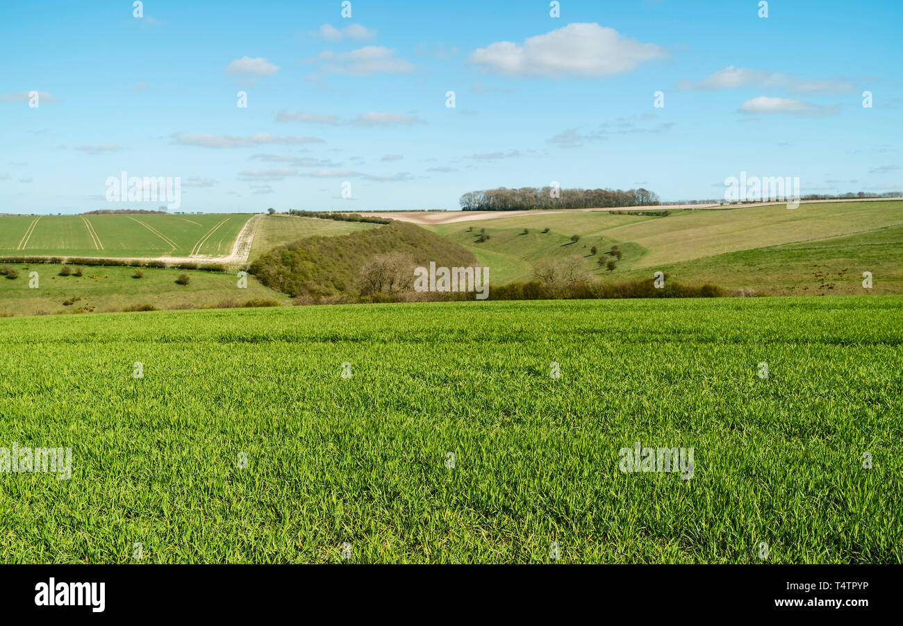 Sledmere, Yorkshire, Großbritannien. Bereich der Weizen von Bäumen unter einem bewölkten Himmel grenzt an einem hellen Frühling Morgen in der Wolds, Sledmere, Yorkshire, Großbritannien. Stockfoto