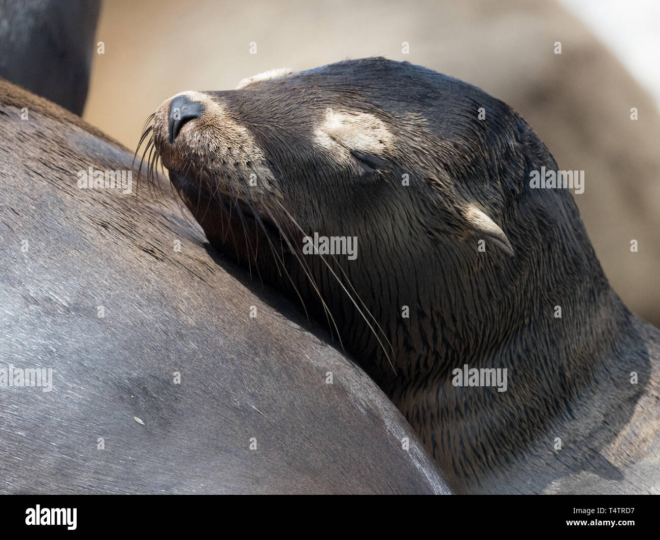 Ein California sea lion pup schläft mit seiner Mutter in Los Islotes, Baja California Sur, Mexiko Stockfoto