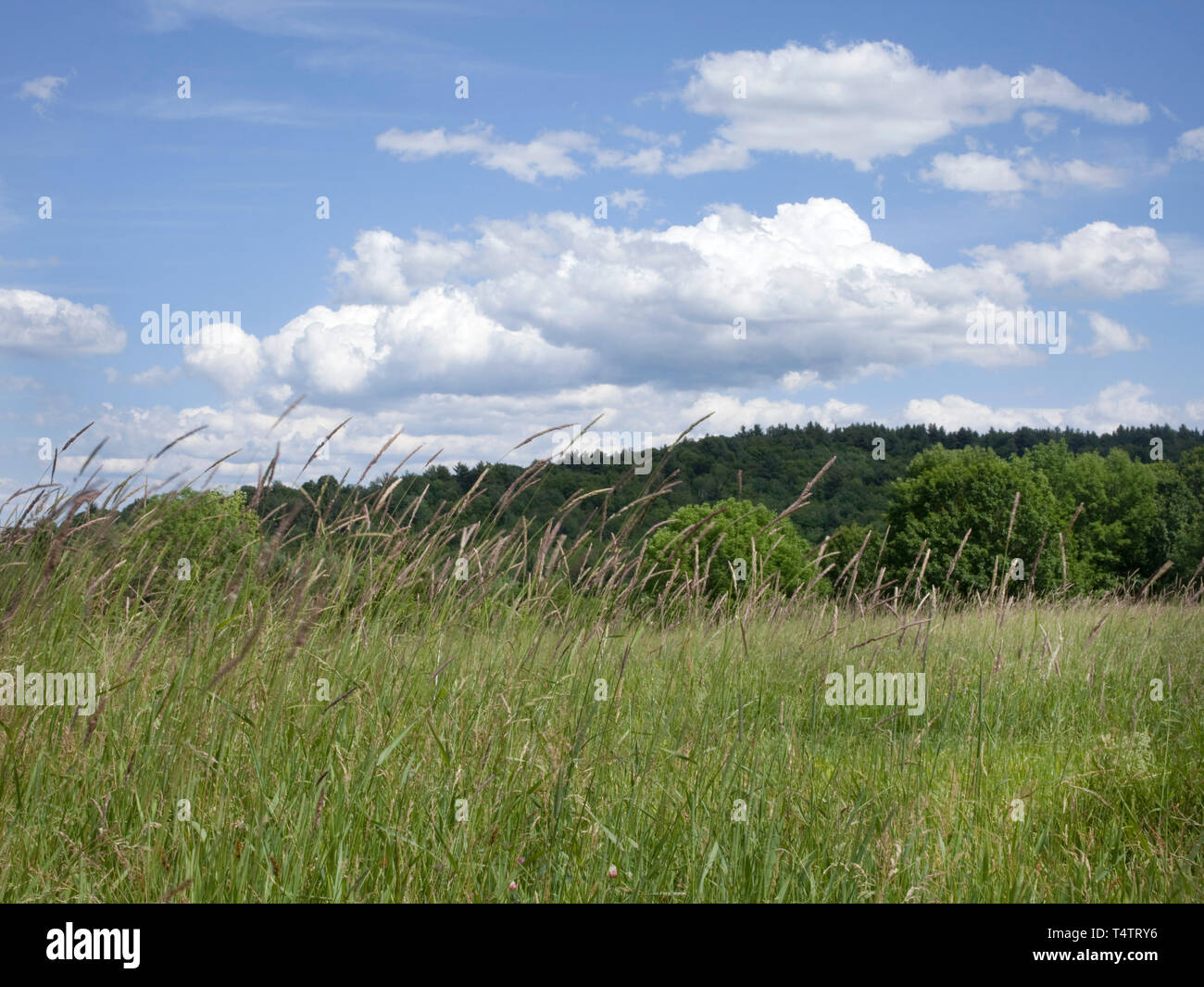 Vermont Bauernhof im Sommer Stockfoto