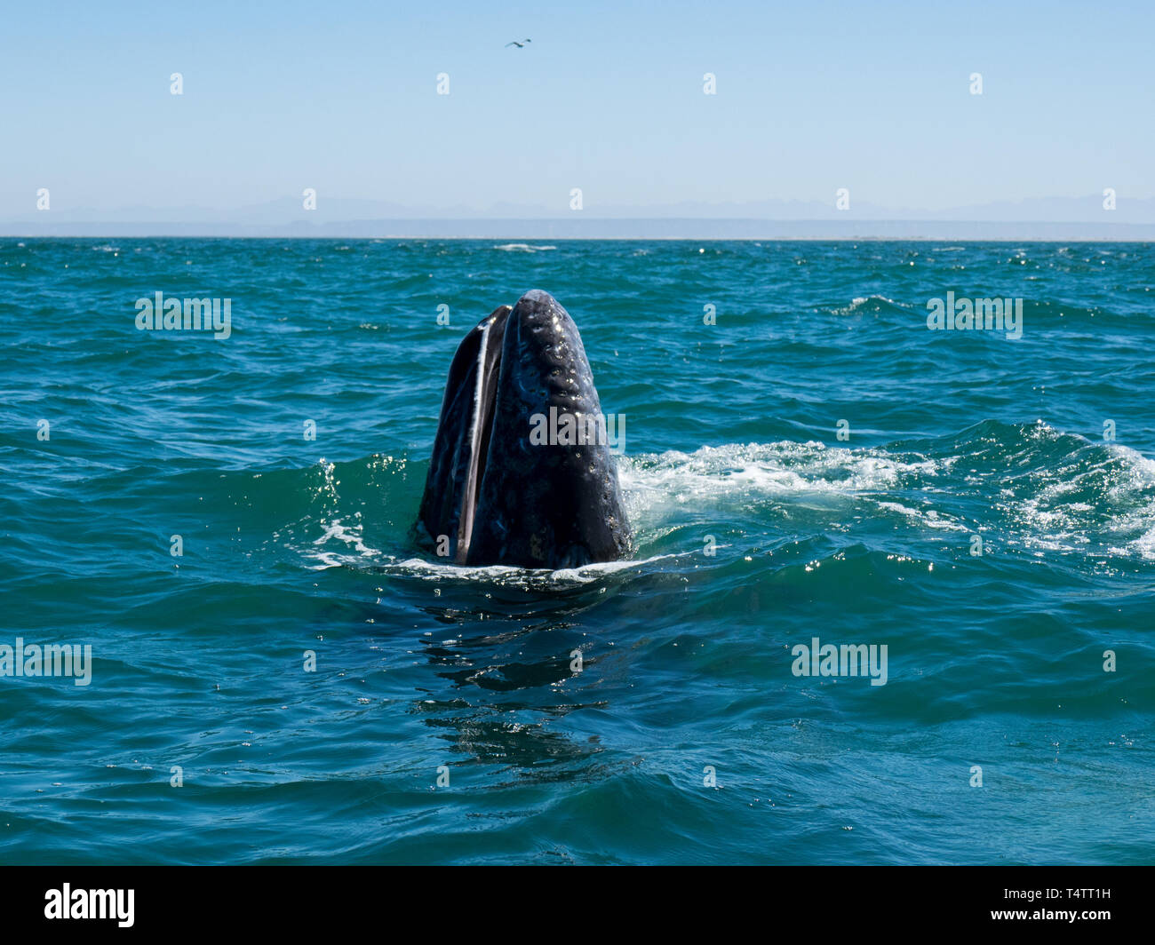 Ein neugieriger Grauwale und aufgeregt Natur Touristen in San Ignacio Lagoon, Baja California Sur, Mexiko Stockfoto