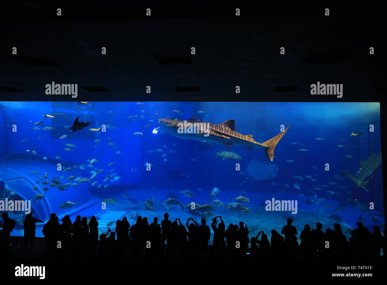 Die nicht identifizierten Touristen nehmen Foto mit den Walhaien vor kuroshio Sea tank in Okinawa Churaumi Aquarium Stockfoto