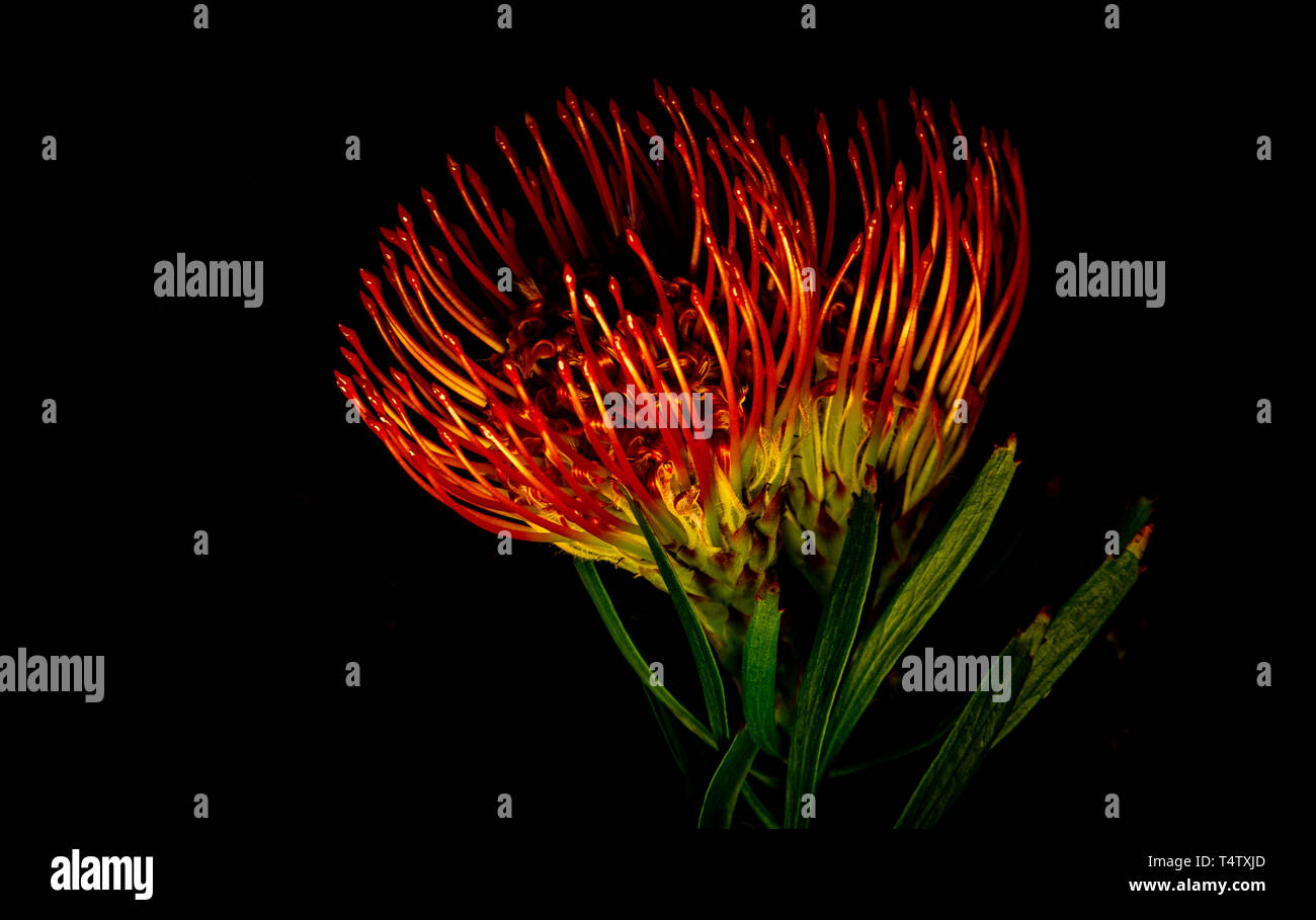 Blumen auf Schwarz Stockfoto