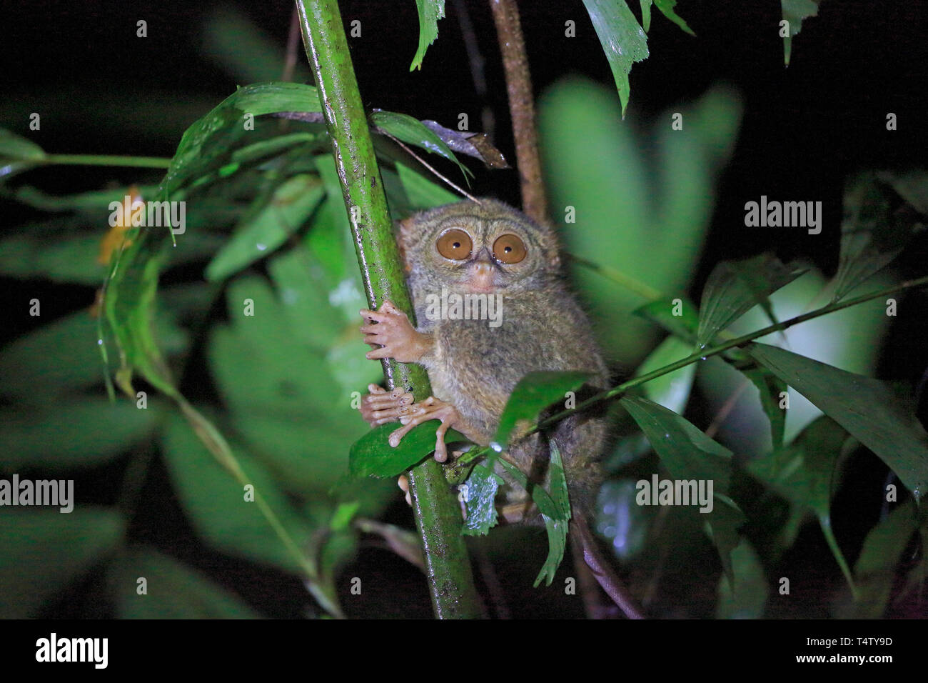 Spektrale Tarsier in einem Baum in Sulawesi Indonesien Stockfoto