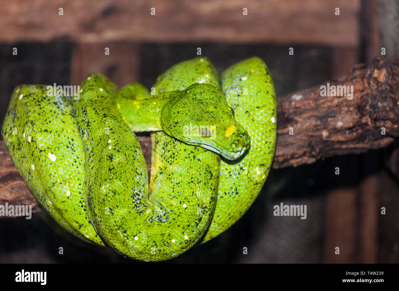 Grün Grüner Baumpython - Morelia viridis Stockfoto