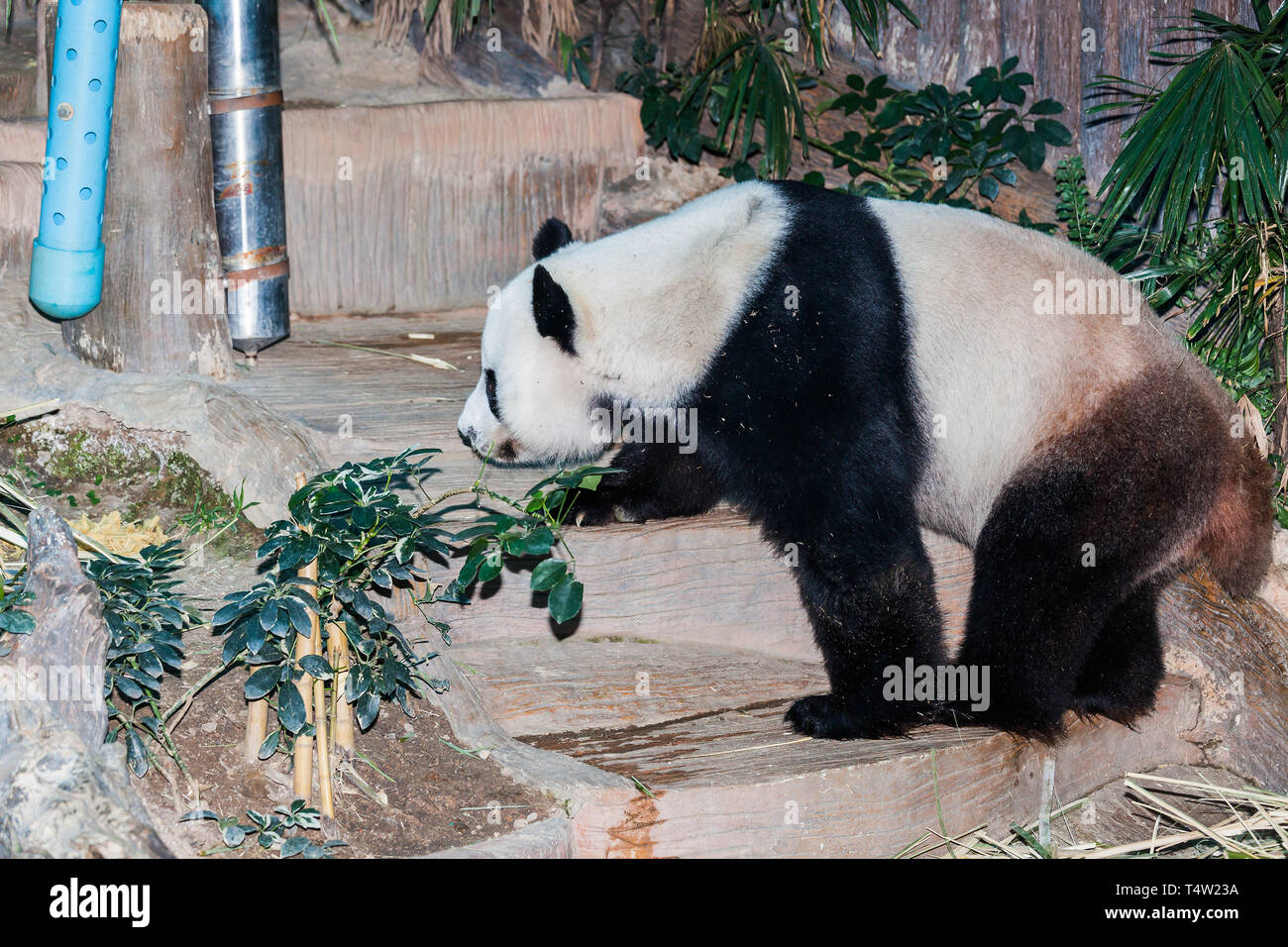 Großer Panda Stockfoto