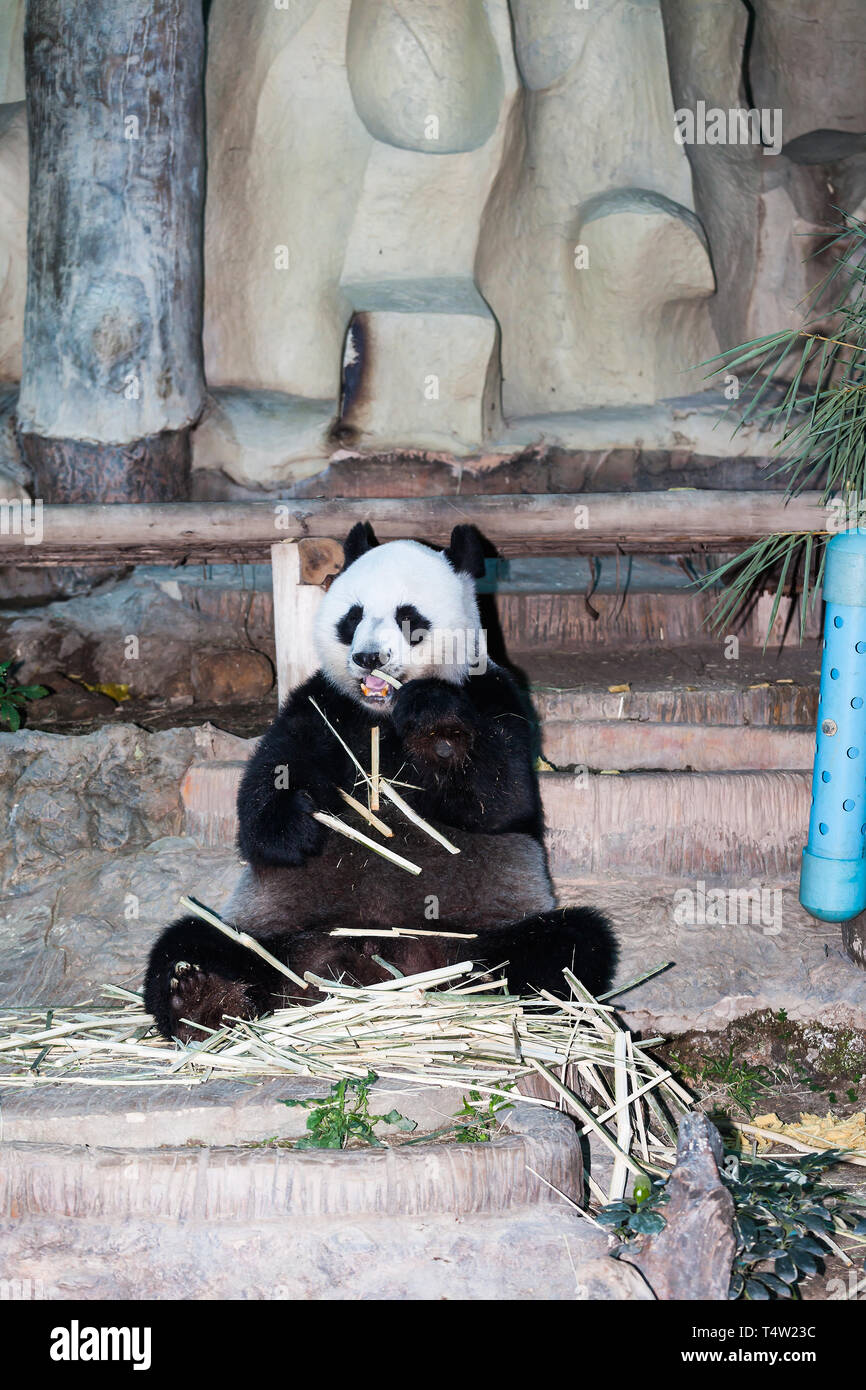 Großer Panda Stockfoto