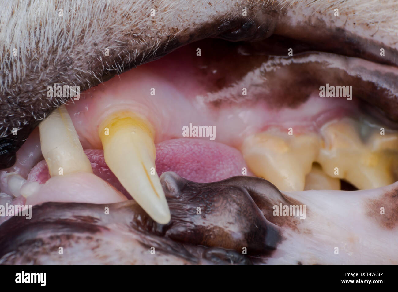 Katze die Zähne mit zahnfleischbluten Rückzug nach calicivirus Infektion Stockfoto