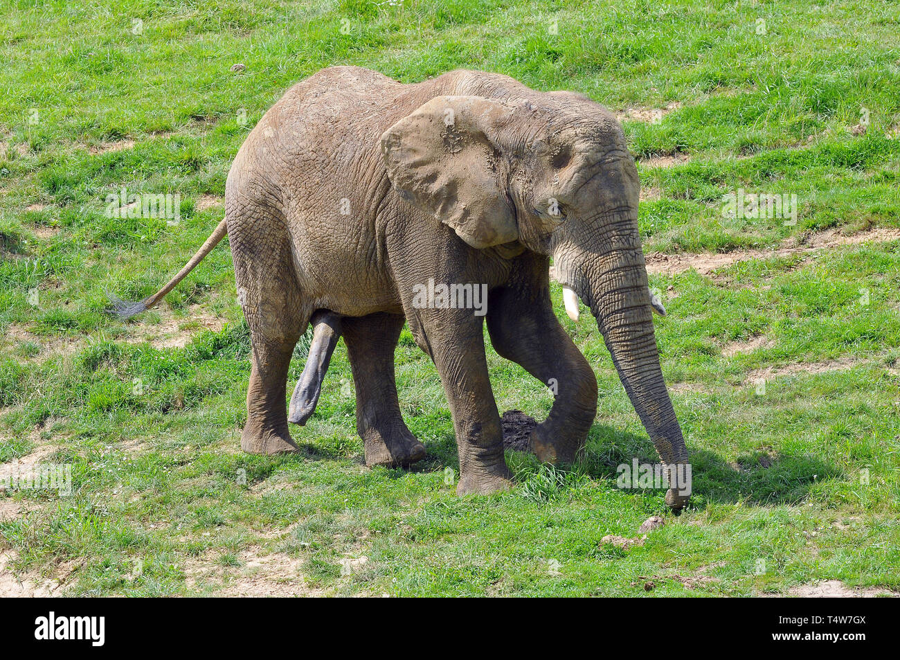 Afrikanische Savanne Elefant, afrikanischen Busch Elefanten, Afrikanische Elefant, Betriebsprüfungen in Steppenelefant, afrikai elefánt, Loxodonta Africana Stockfoto