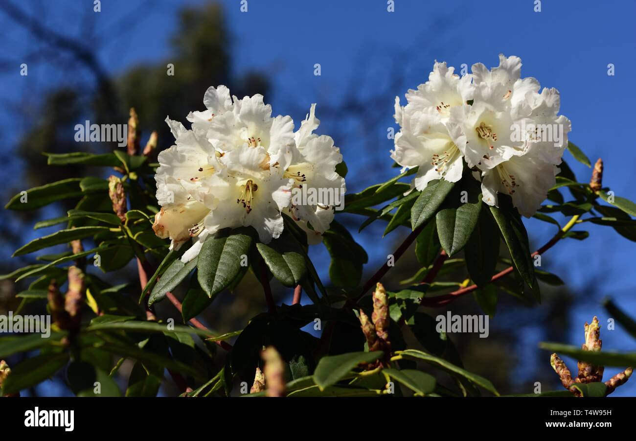 Nahaufnahme von weißen Blüten der Rhododendron irroratum Stockfoto