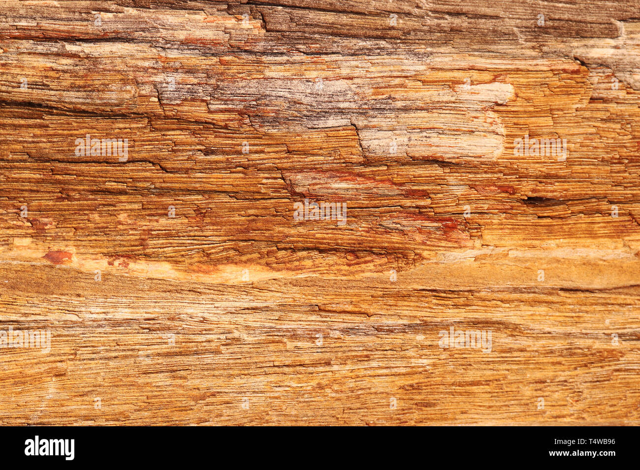 Versteinertes Holz Stein Textur - Hintergrund Stockfoto
