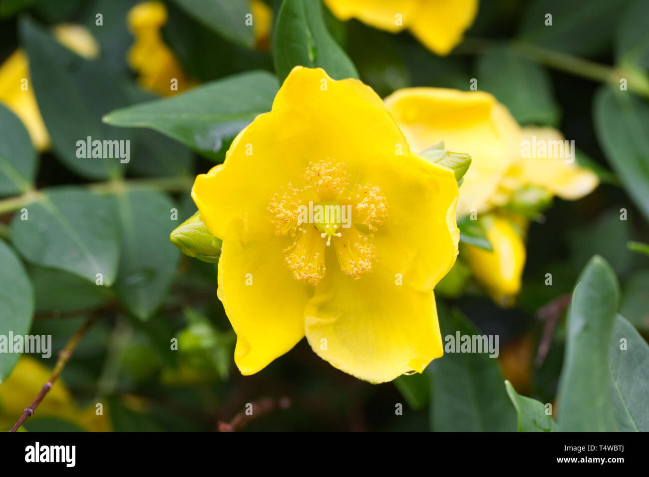 Hypericum addingtonii Blumen. Stockfoto