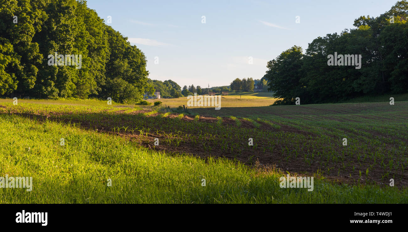 Panorama der in Reihen wachsenden neuen Kulturen auf einer kleinen Farm in New England, Connecticut, USA Stockfoto