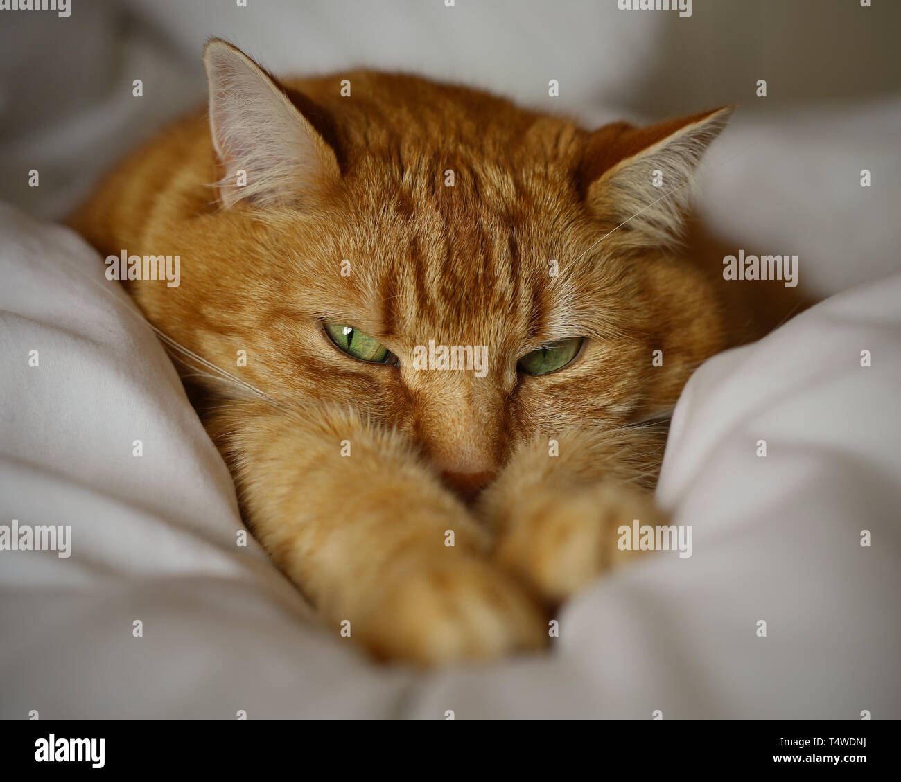 Eine schöne Ingwer bzw. orange cat Festlegung auf ein Bett, Arme ausgestreckt auf der Suche atet Kamera Essen Stockfoto