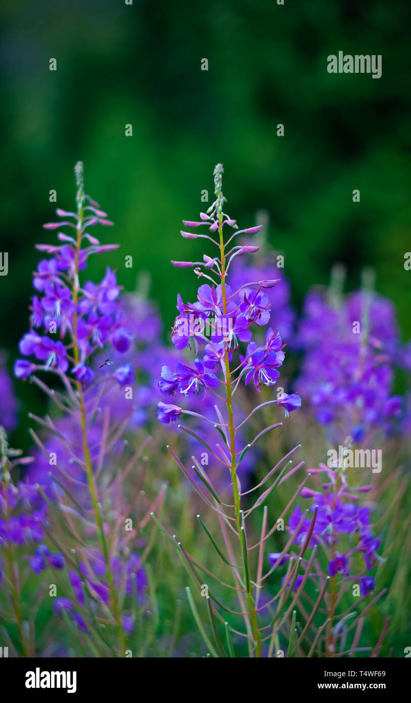 Pflanzen und Schmetterlinge in den Alpen Stockfoto