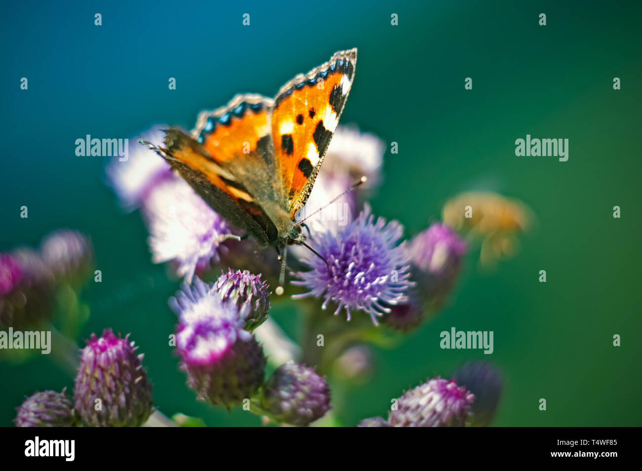 Pflanzen und Schmetterlinge in den Alpen Stockfoto