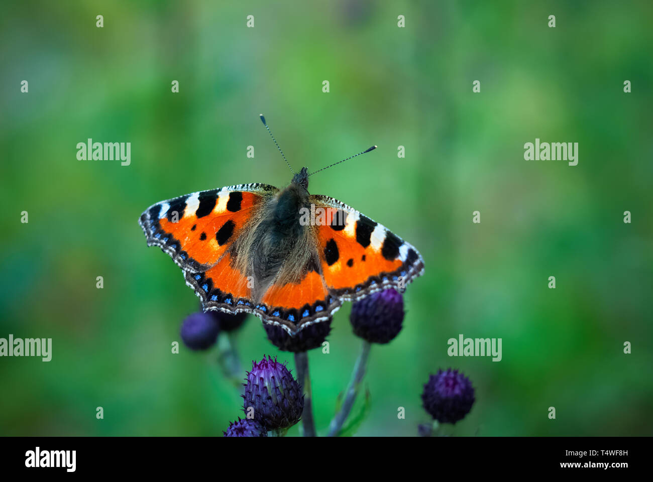 Pflanzen und Schmetterlinge in den Alpen Stockfoto