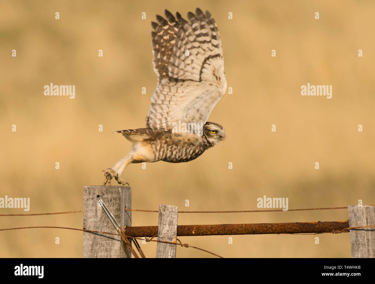 Grabende Eule (Athene cunicularia), Flucht, Halbinsel Valdes Argentinien Stockfoto