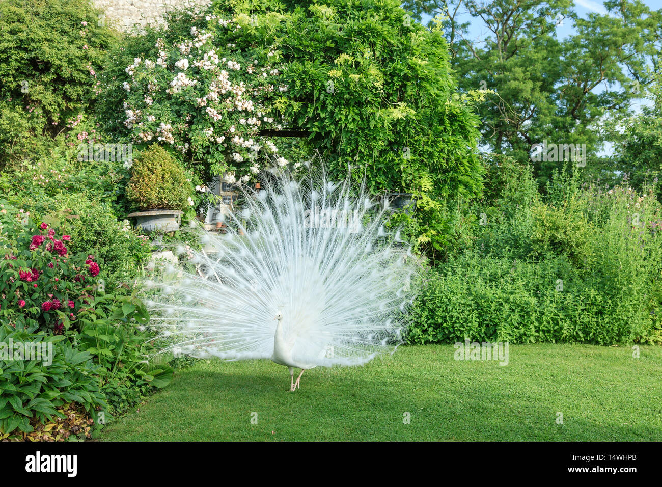 Roquelin's Gardens, Les Jardins de Roquelin, Frankreich: Männliche weiße Pfau (Pavo cristatus Mut. Alba auf Rasen (obligatorische Erwähnung der Garten Name und Stockfoto