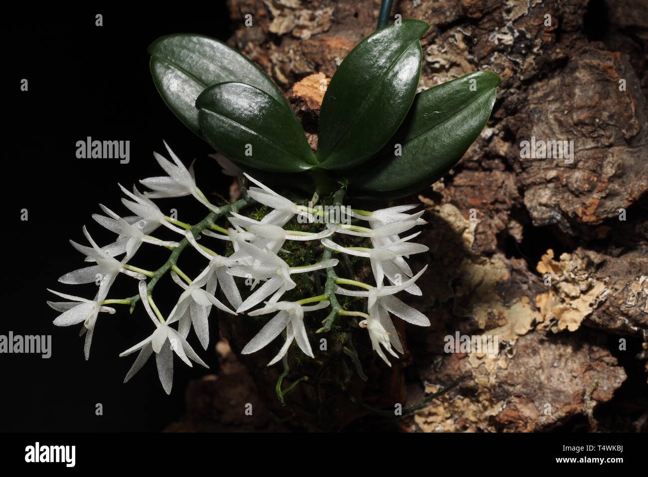 Aerangis hyaloides in Blume, montiert auf korkeiche Stockfoto