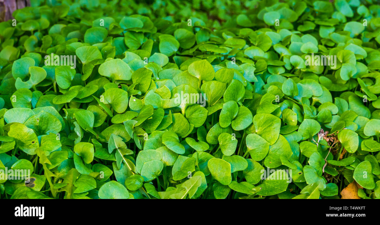 Buchsen der indischen Salat Pflanzen in einem Garten, Biogarten, Anbau von frischem Gemüse Stockfoto