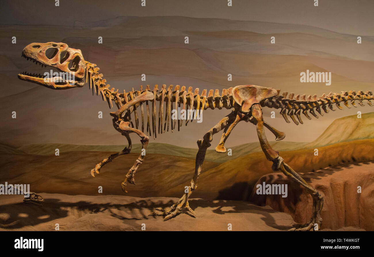 Dinosaurier Fossil, Egidio Feruglio Paläontologie Museum, Trelew, Argentinien Stockfoto