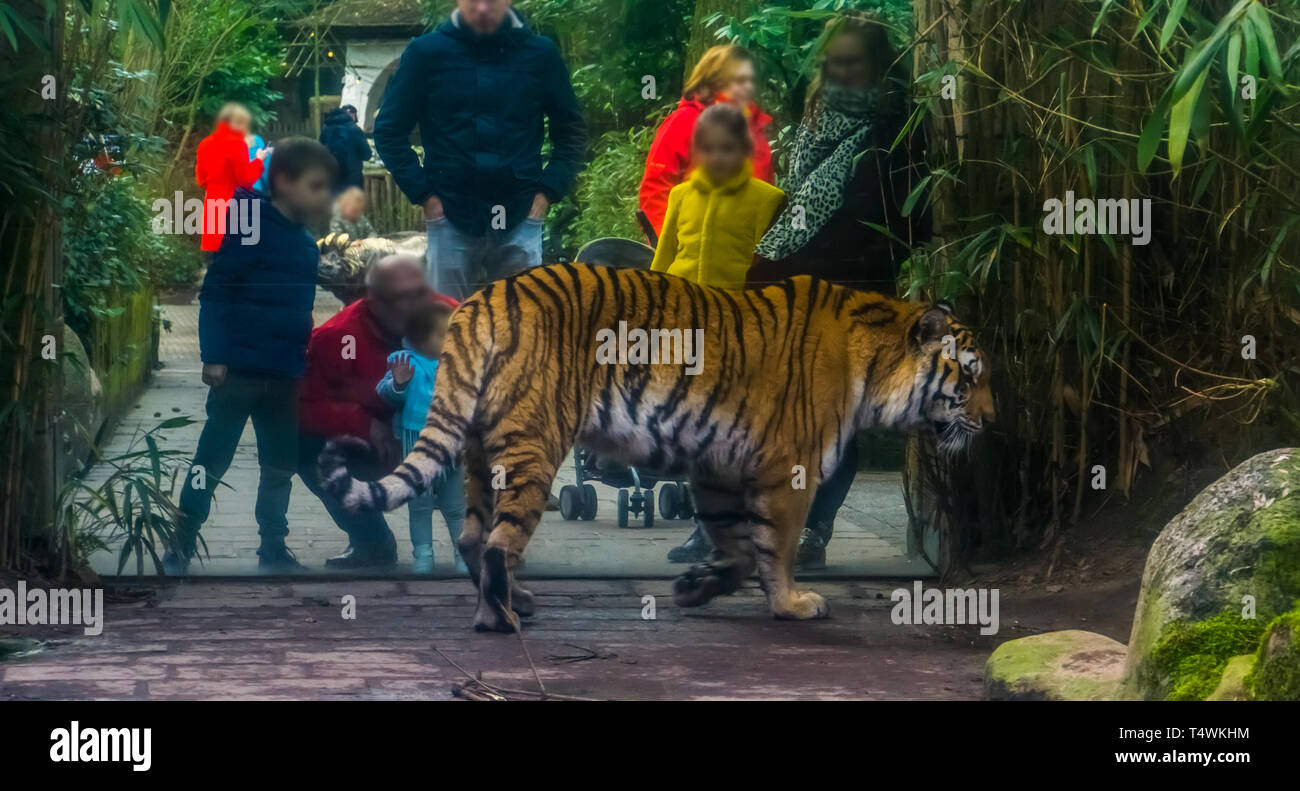 Die Leute, die auf der Suche an einem sibirischen Tiger im Zoo, Kinder mit ihren Eltern, den Tourismus in das Tier zoo Stockfoto