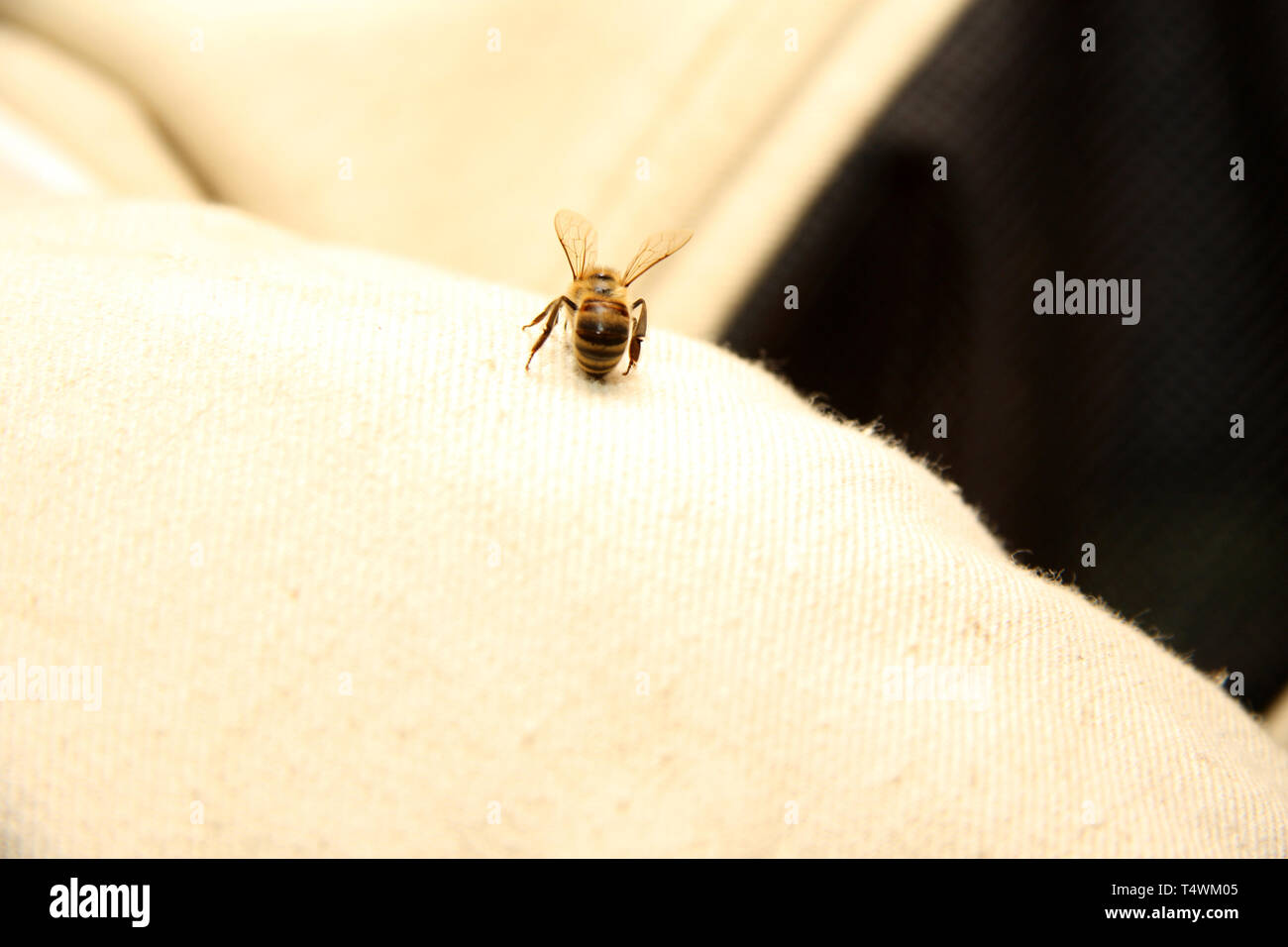 Die Biene sticht durch den Imker Kleidung Stockfoto