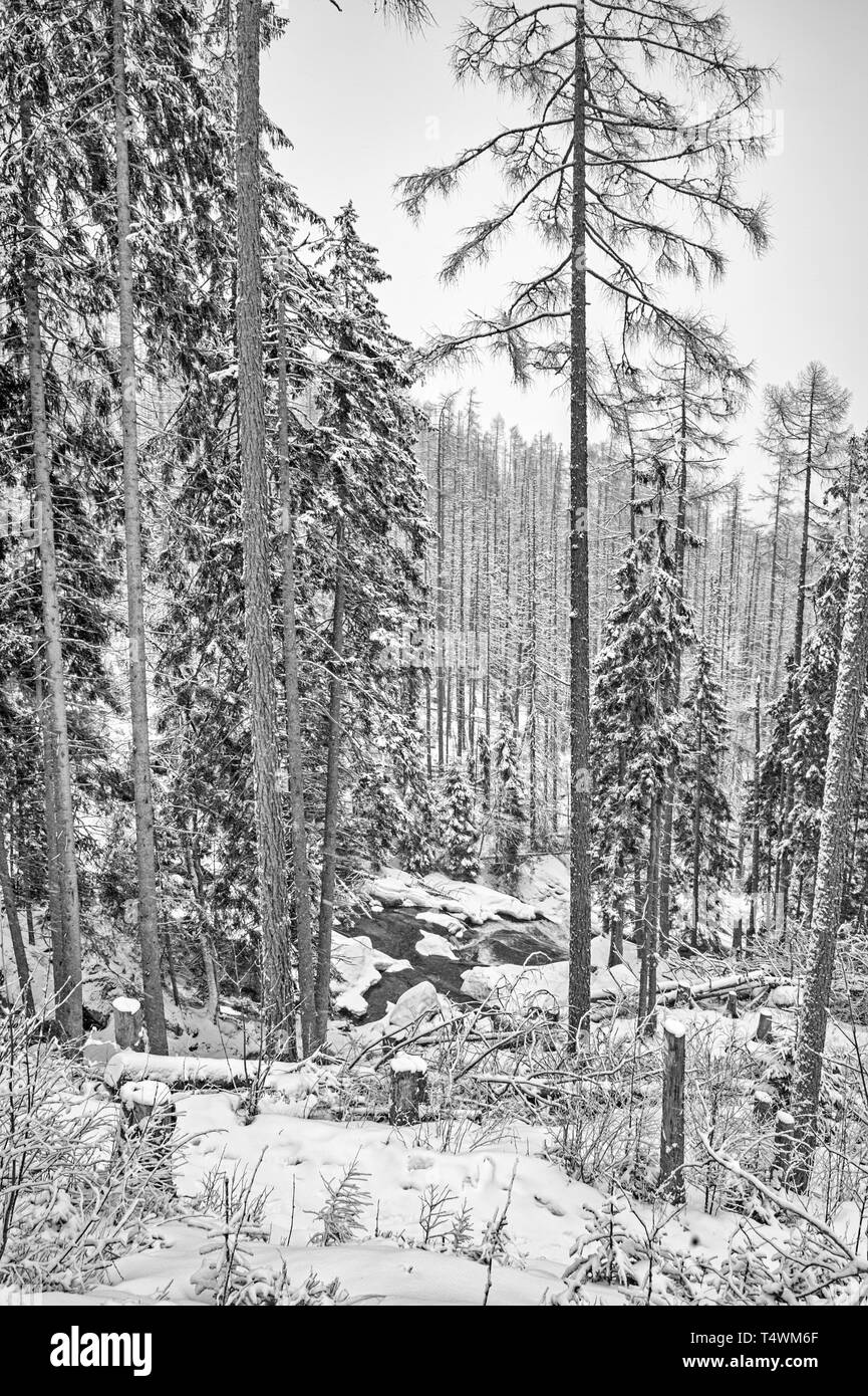 In der Nähe von hrebienok Smokovec, Slowakei Stockfoto