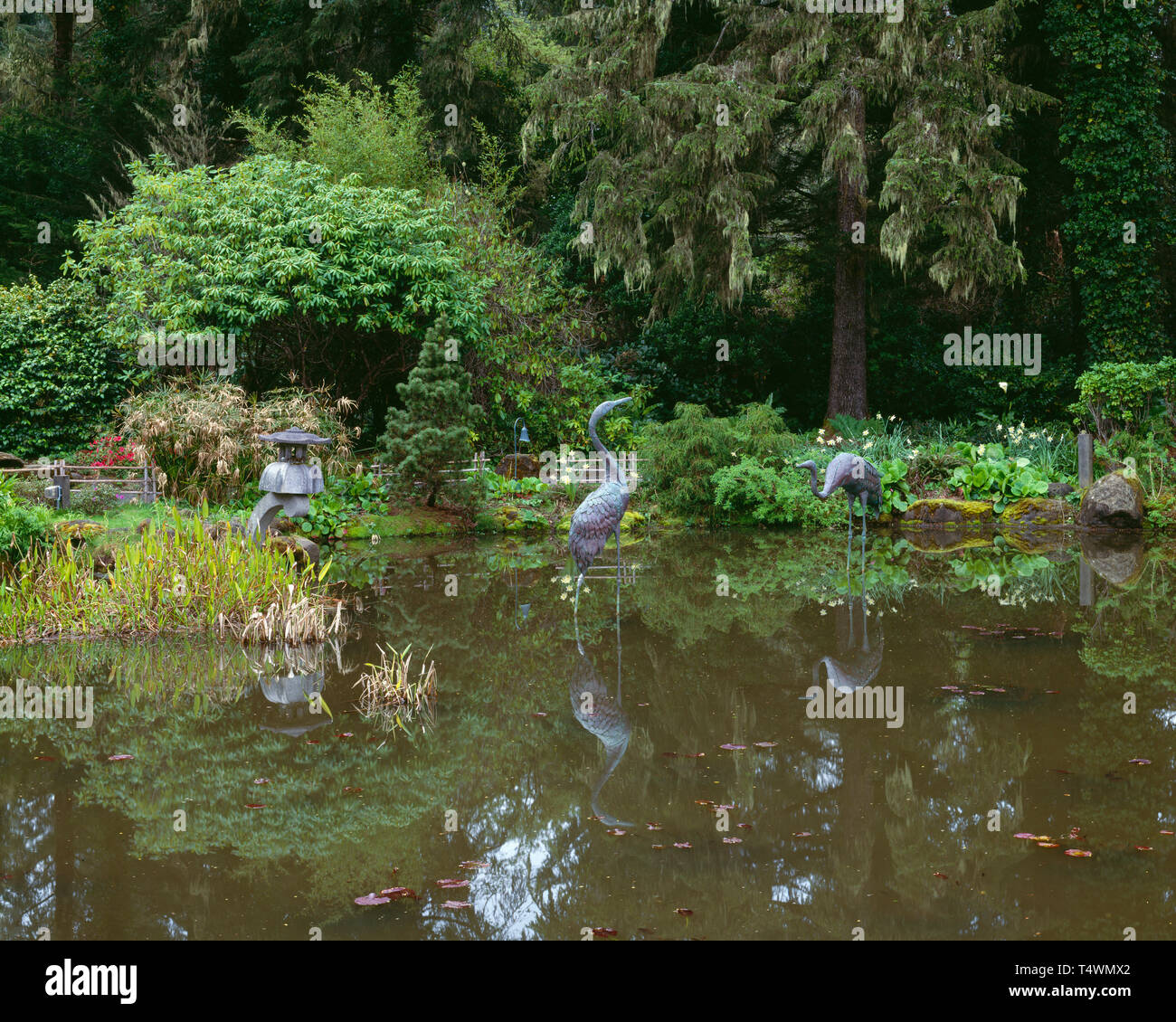 USA, Oregon, Shore Acres State Park, Teich und ergonomisch geformten Reiher. Stockfoto