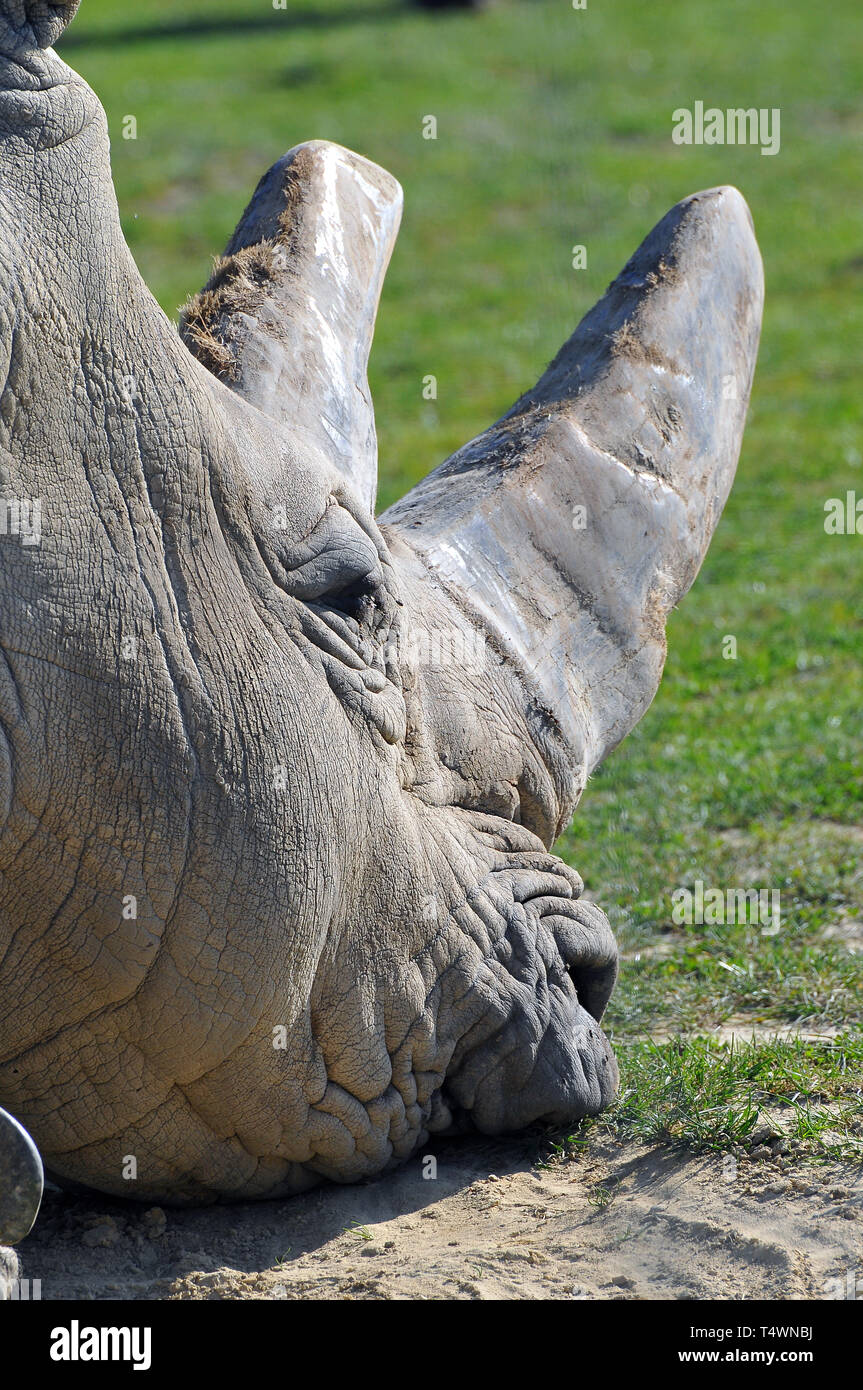 Weißes Nashorn oder Nashorn mit Quadratlippen, Breitmaulnashorn, Rhinocéros Blanc, Ceratotherium simum, szélesszájú orrszarvú Stockfoto