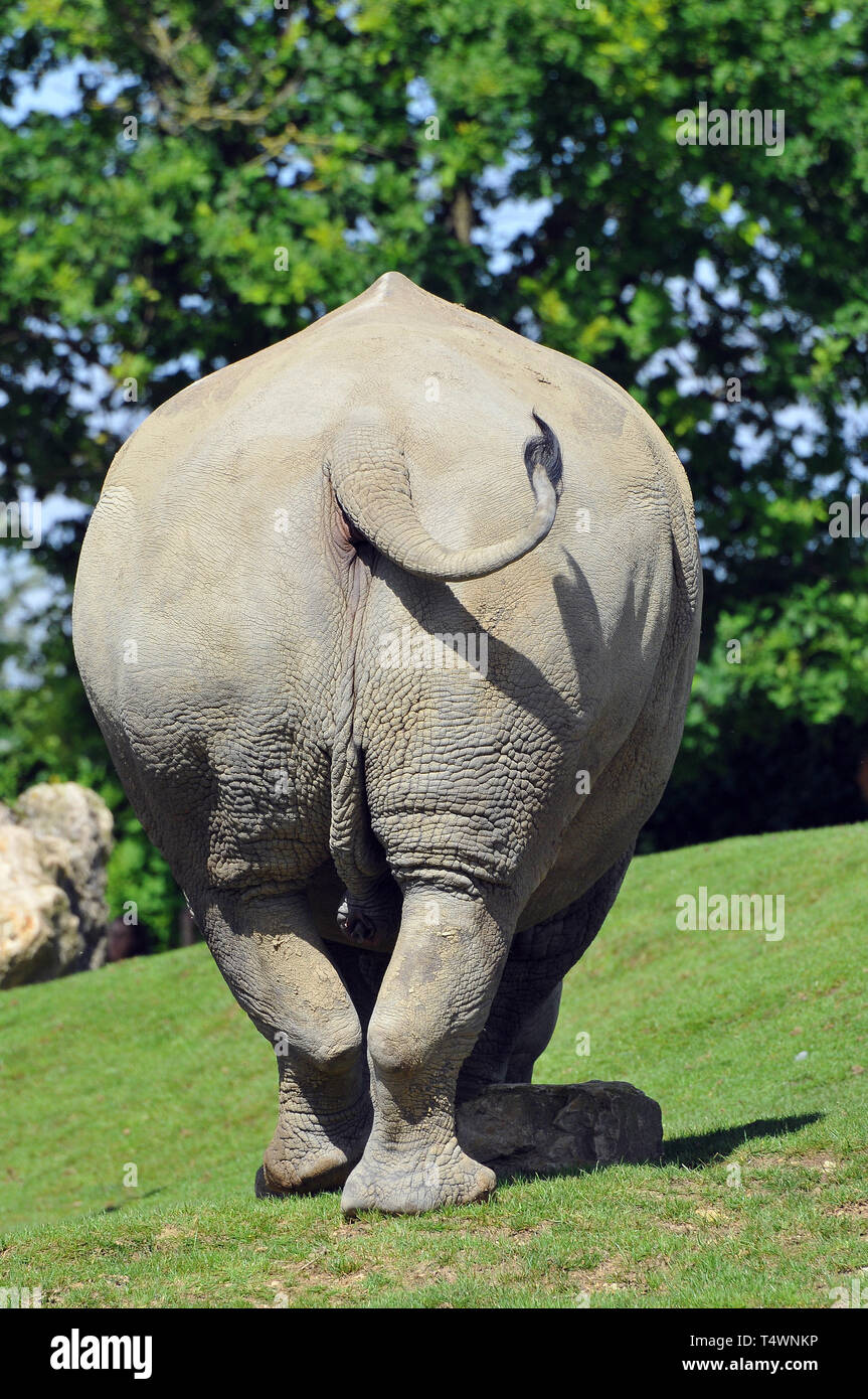 Weißes Nashorn oder Nashorn mit Quadratlippen, Breitmaulnashorn, Rhinocéros Blanc, Ceratotherium simum, szélesszájú orrszarvú Stockfoto