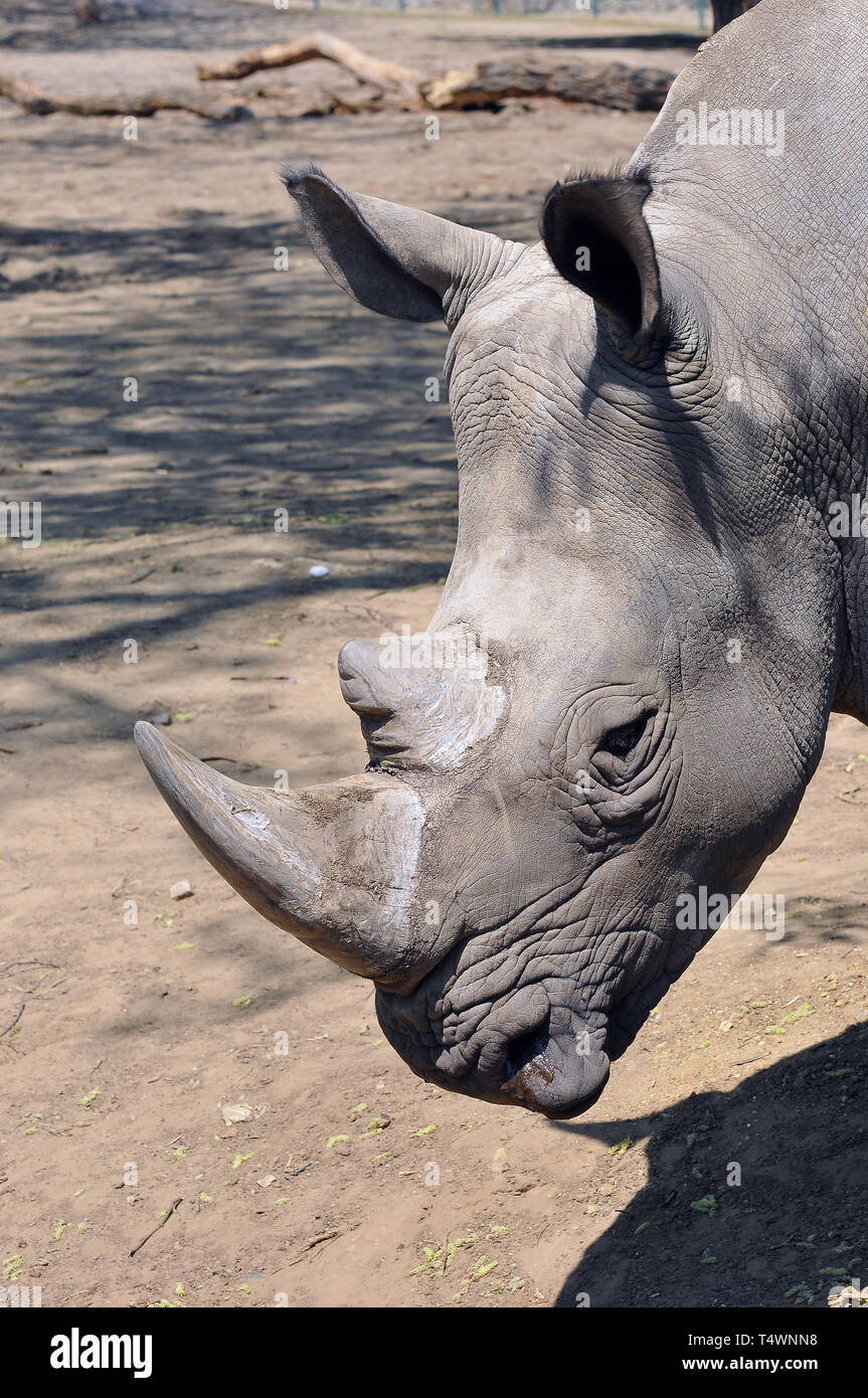 Weißes Nashorn oder Nashorn mit Quadratlippen, Breitmaulnashorn, Rhinocéros Blanc, Ceratotherium simum, szélesszájú orrszarvú Stockfoto