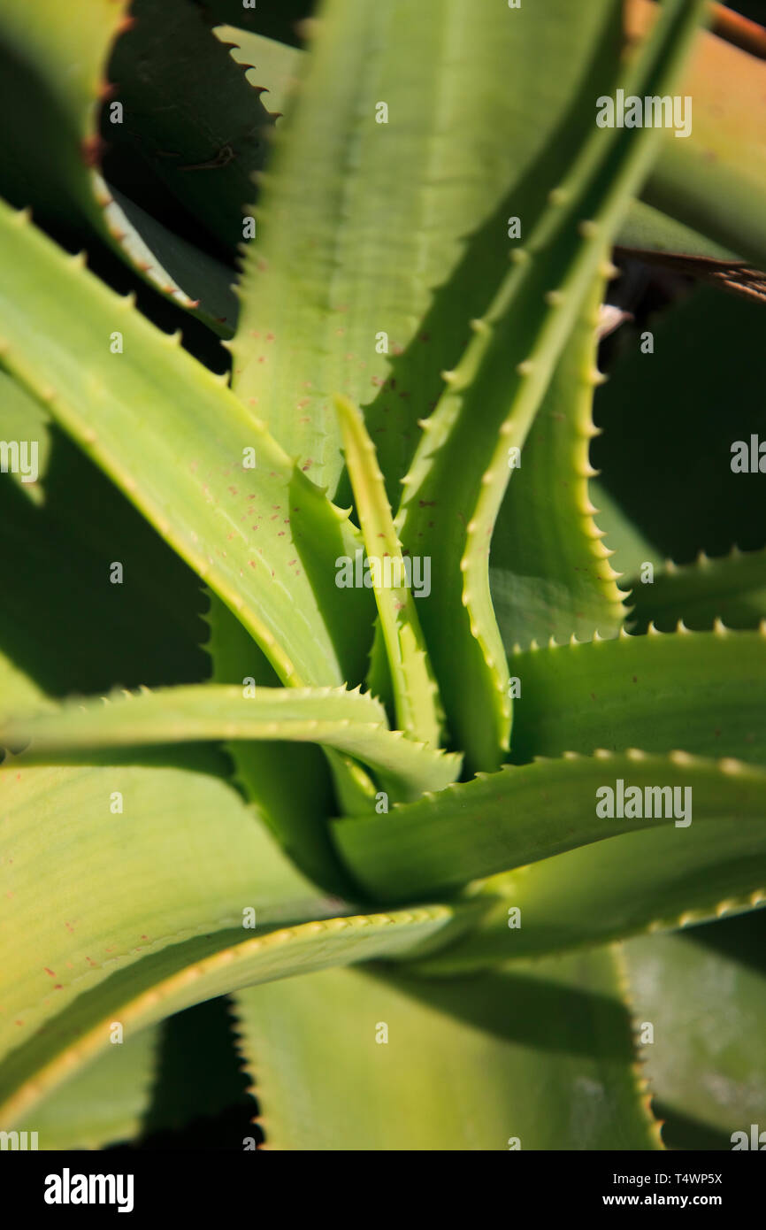 Bermuda, Südküste, Southampton Parish, Horseshoe Bay, Aloe Vera Pflanze. Stockfoto