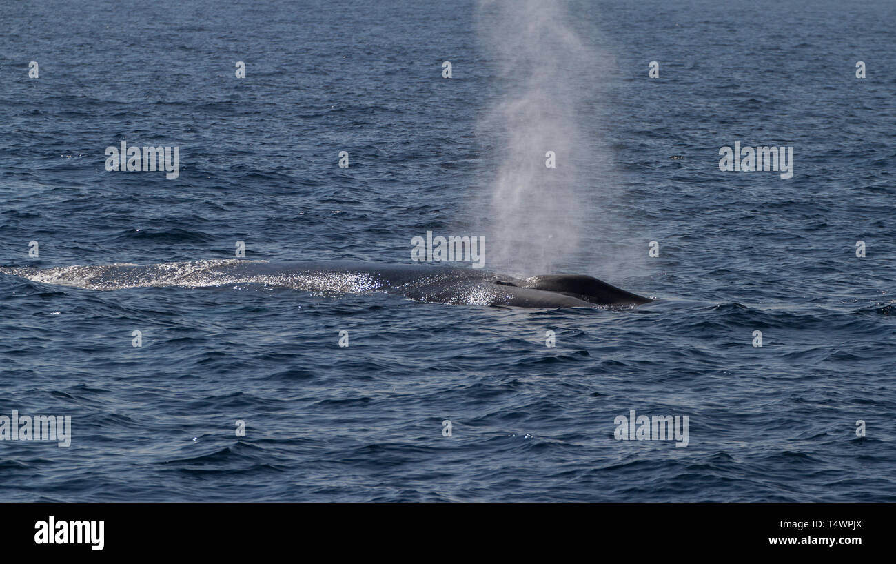 Blauwal Balaenoptera musculus, von Whale Watching Boot gesehen, in der Nähe von Marissa. Sri Lanka. Stockfoto