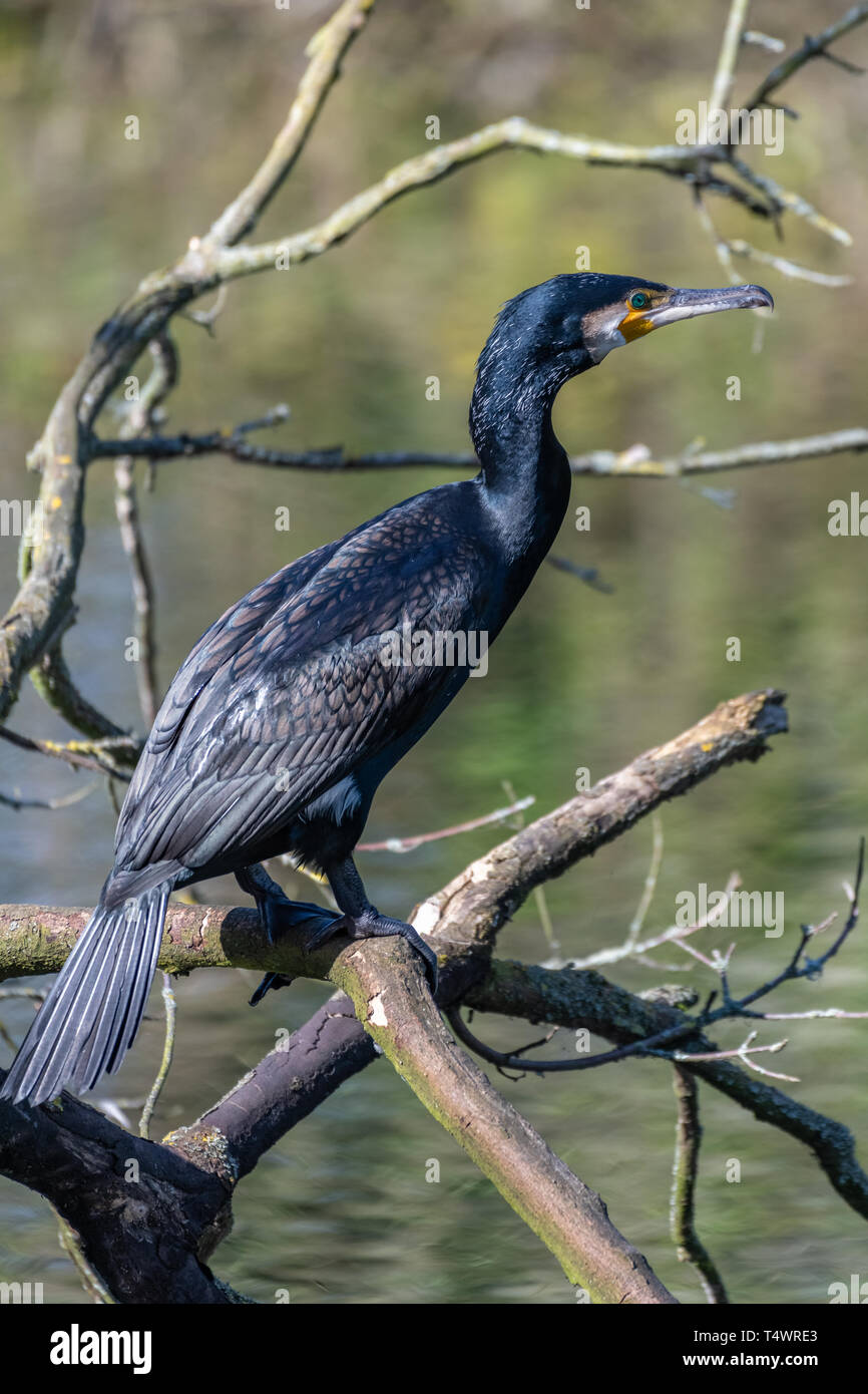 Kormoran (Phalacrocorax Carbo) Stockfoto