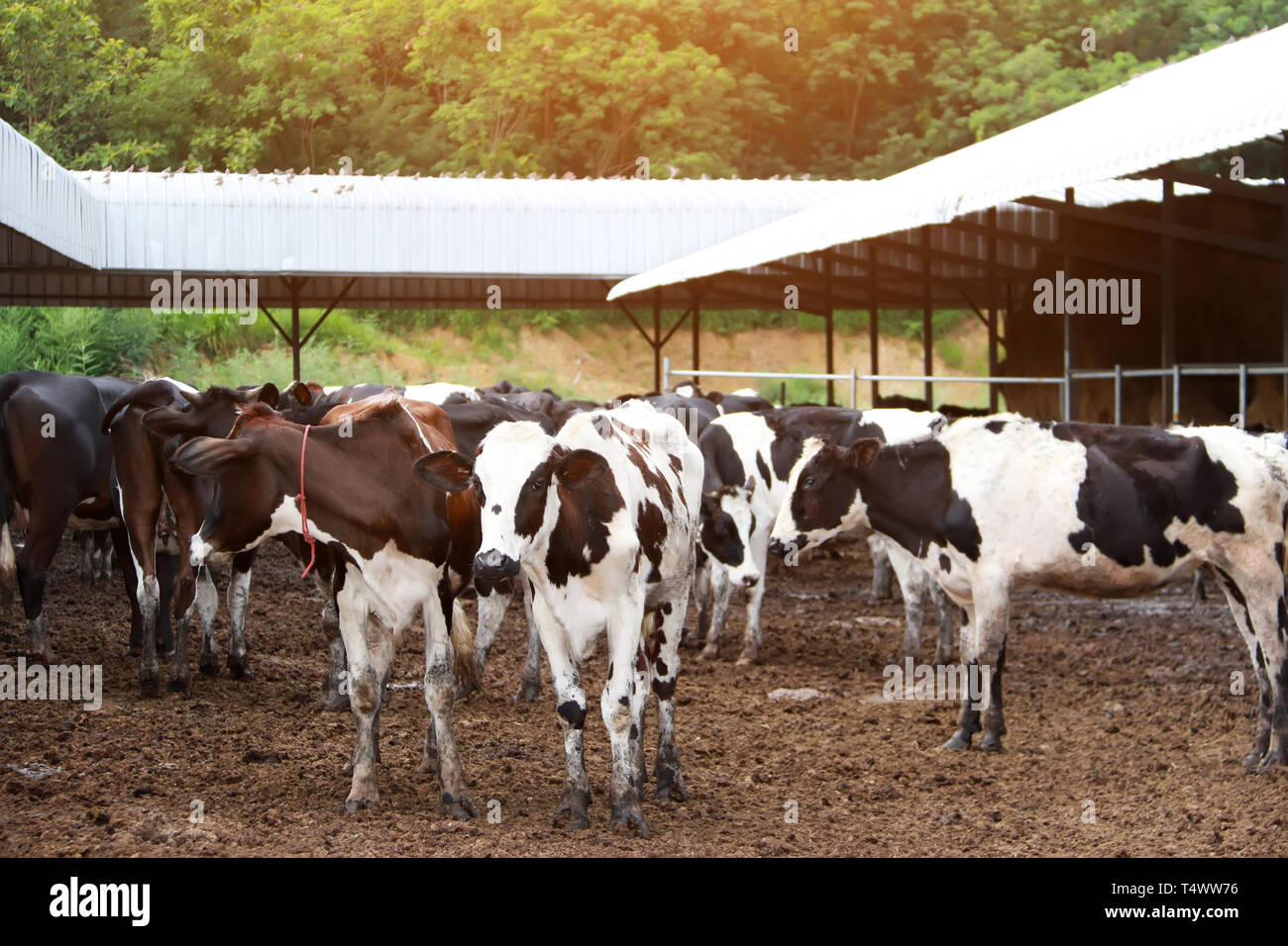 Landwirtschaft Industrie, Landwirtschaft und Tierhaltung Kuhherde auf der Farm Stockfoto