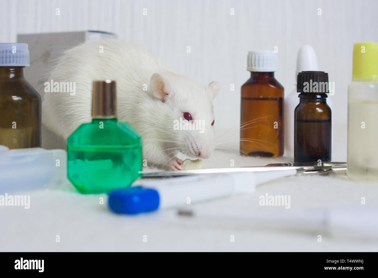 Experimente an Ratten im Namen der Kosmetik Konzept. Ratte ist das Symbol des chinesischen neuen Jahres 2020. Dekorative home. Unter den medizinflaschen Stockfoto