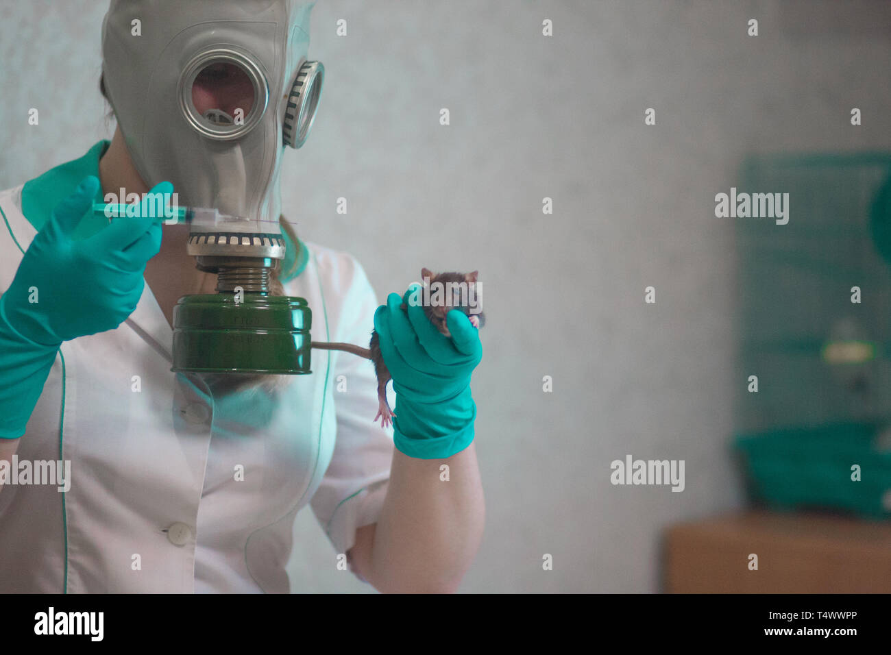 Chemische Waffe Konzept. Ratte Schwarz zwei Symbol des chinesischen neuen Jahres 2020. home dekorative Maus. in den Händen des Mädchens medic mit einer Spritze und einem Stockfoto