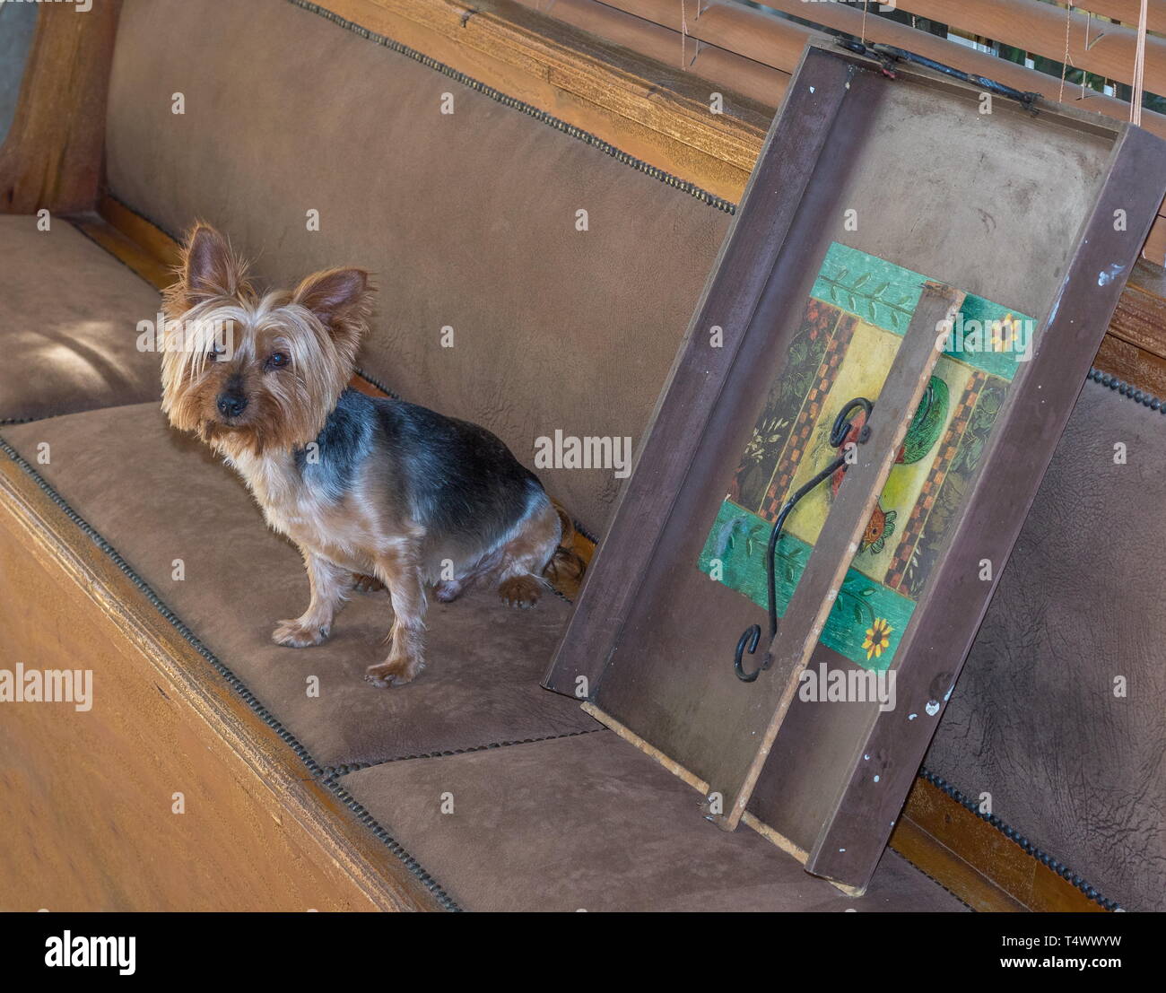 Eine kleine inländische Hund sitzt neben einer zerbrochenen Haushalt Objekt suchen sehr schuldig Bild im Querformat. Stockfoto