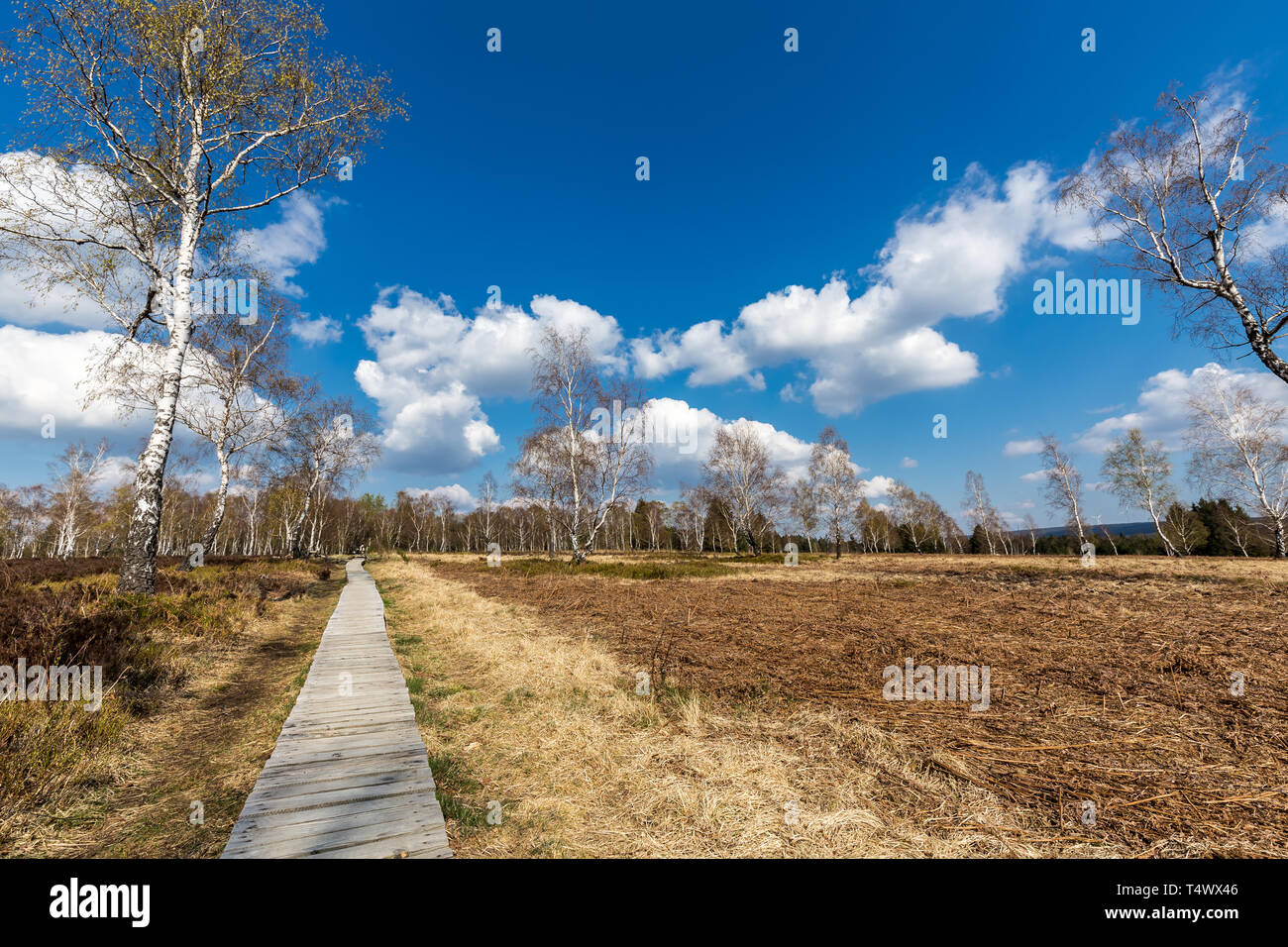 Boardwalk in der Hohen Venns mit weißen Birken gegen den blauen Himmel. Struffelt (Hautes Fagnes, Hoge Venen, hohe vens) in Deutschland - Rott, Eifel, NRW, Nord Stockfoto