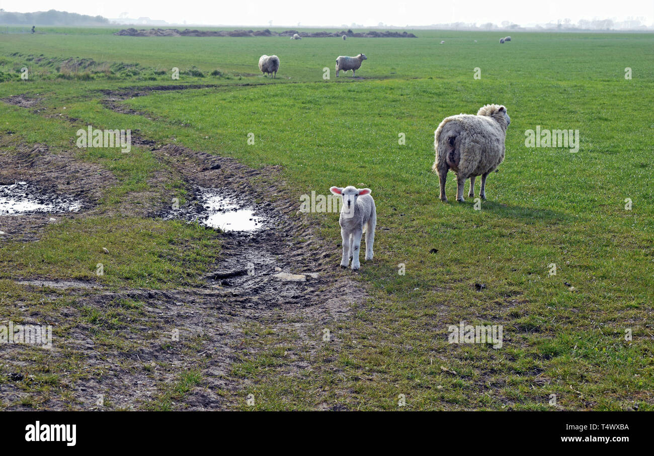 Eine Mutter ihr Baby Schaf und Lamm mitten auf einer Wiese schlammiges Feld mit vielen nasse Pfützen im Frühling Stockfoto