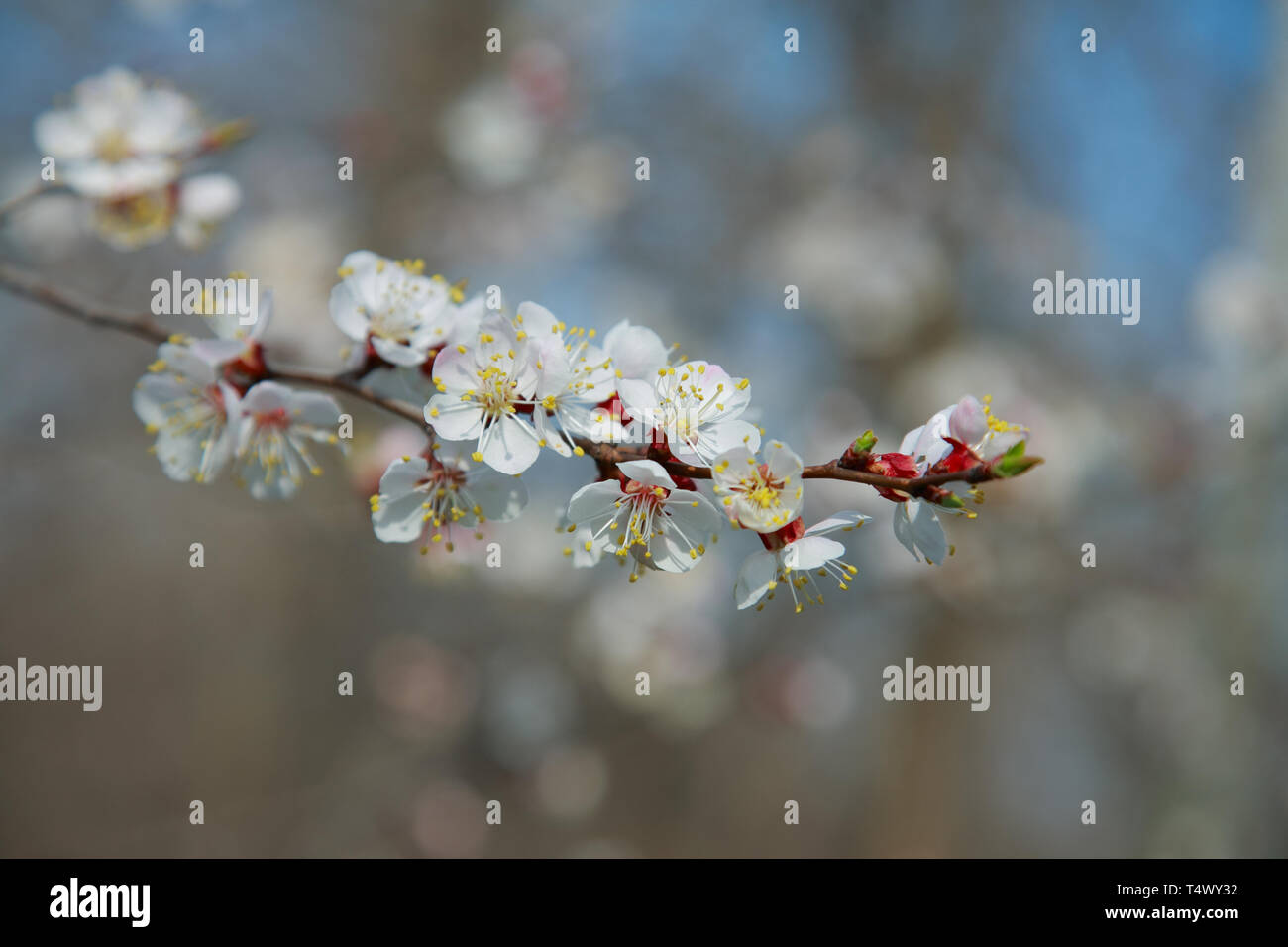 Zweig der Blüten apricot-Baum, Nahaufnahme Stockfoto